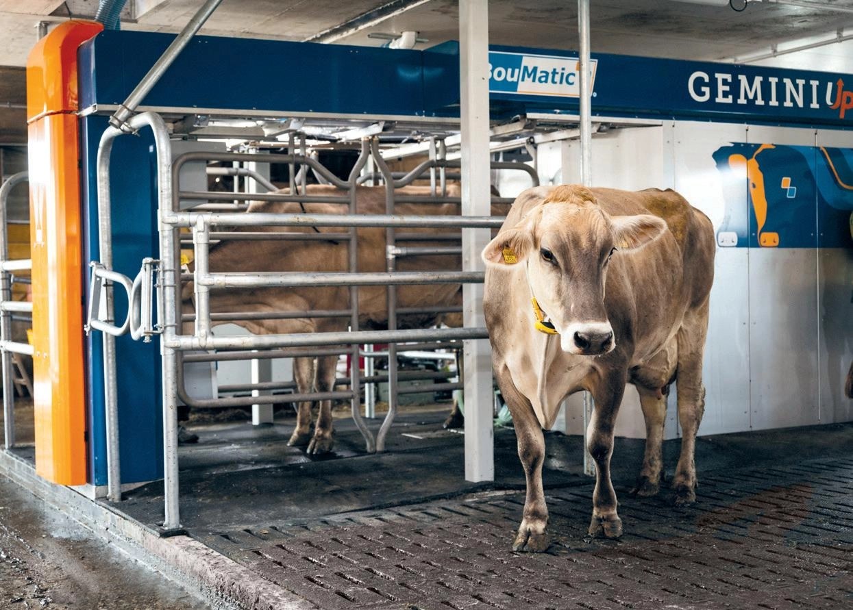 Robot udojowy BouMatic Gemini Up z krową